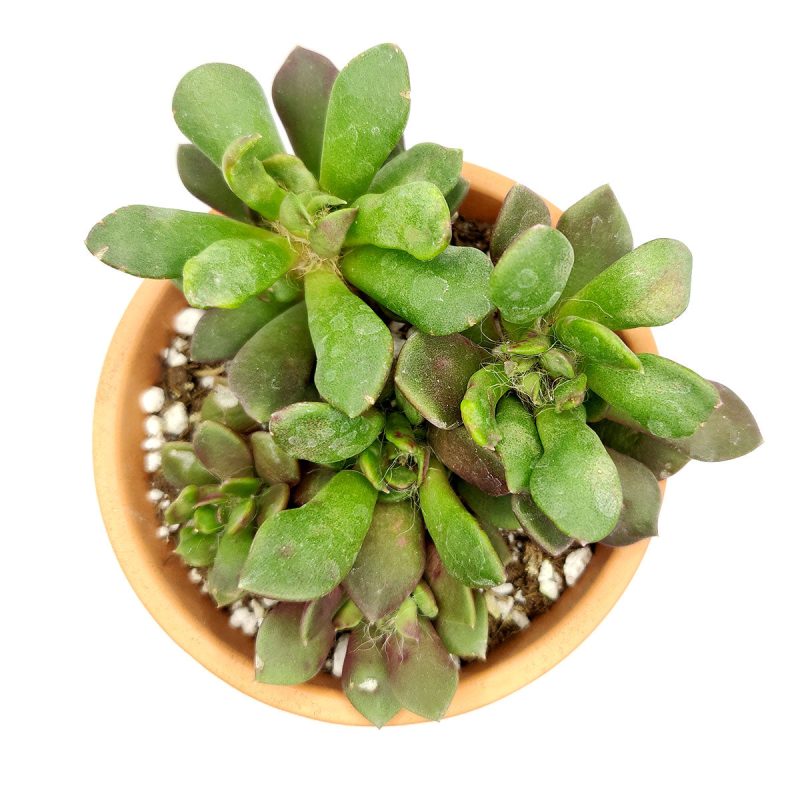 Anacampseros Telephiastrum Succulent Plant for sale, How to care for Anacampseros Telephiastrum, Growing for Anacampseros Telephiastrum, Succulent Gift Box Ideas, Succulent wedding favor