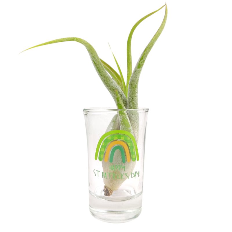 st patrick's day 2024 pattern air plant holder, airplant display for sale, buy airplant accessories online