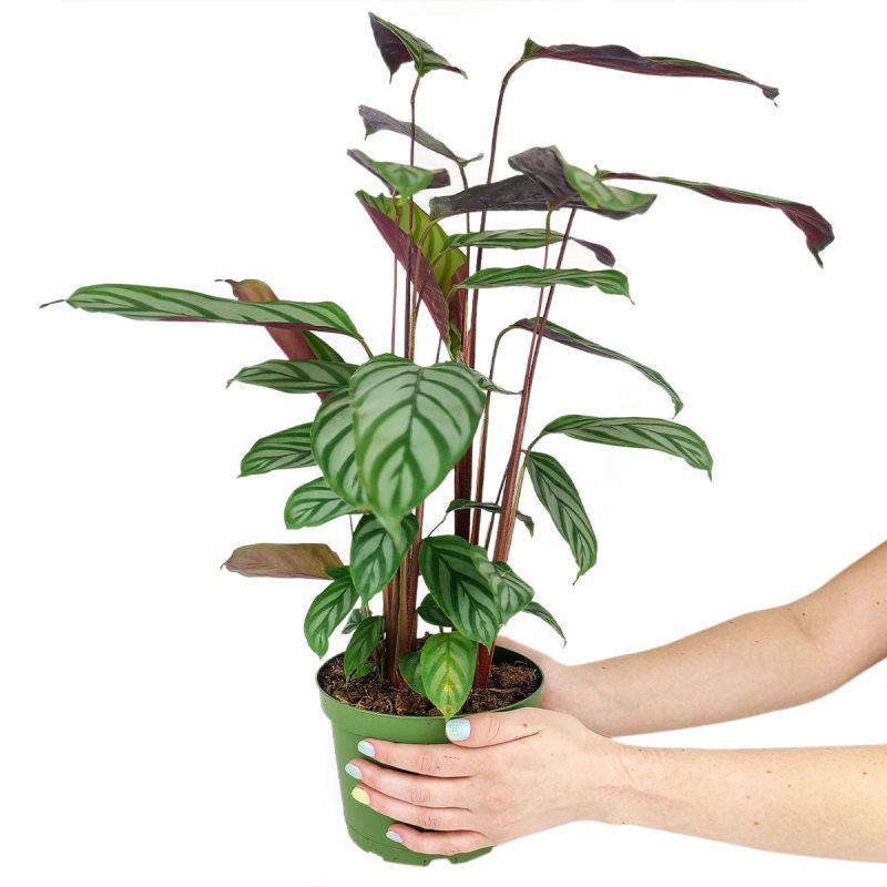 How to care for Calathea Setosa plant, Calathea Never Never Plant, Prayer Plant gift ideas, online plant nursery california