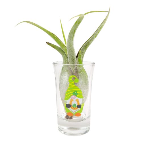 gnomes pattern air plant holder, gnomes glass air plant display, small gnomes airplant holder