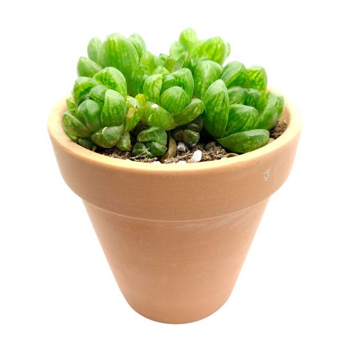 Haworthia Obtusa for sale, succulent subscription, Succulents, monthly succulents, succulent care, succulent care guide, Succulents shop near me, succulents shop in California, indoor succulents, Haworthia Cymbiformis Var. Obtusa in California, How to grow Haworthia Cymbiformis Var. Obtusa. indoor succulents.