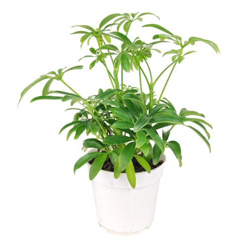 medium to bright light houseplant, Schefflera Arboricola houseplant, best indoor plant for home and office decoration, Dwarf Umbrella Tree, how to care for Dwarf Umbrella Tree