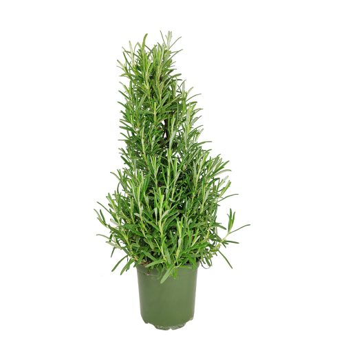 Rosemary Holiday Tree, Aromatic Holiday Tree, Christmas Shaped Houseplants, Christmas Tree Gift Ideas, Rosemary Holiday Tree in Ceramic Pots