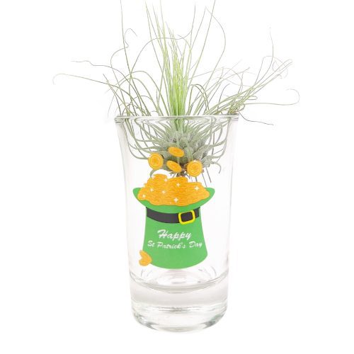 glass air plant display, St. Patrick's Day Airplant display, mini airplant display