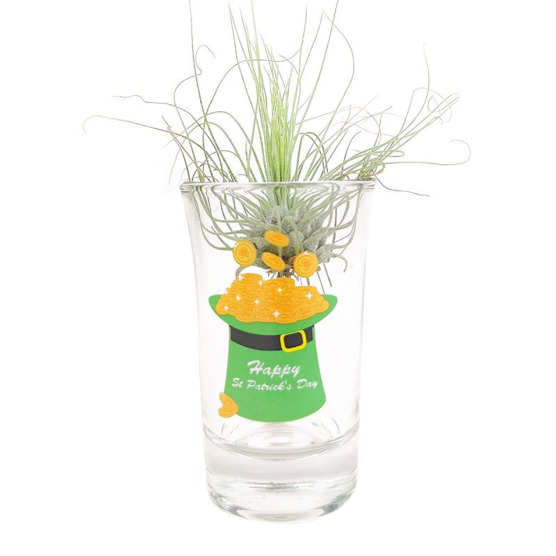 glass air plant display, St. Patrick's Day Airplant display, mini airplant display