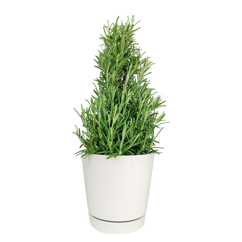 Rosemary Holiday Tree, Aromatic Holiday Tree, Christmas Shaped Houseplants, Christmas Tree Gift Ideas, Fragrance Holiday Tree