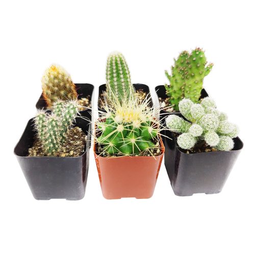 Cutest Little Mini Cactus Pack for sale, Live Cactus Assorted Pack for sale, A Variety of Healthy Live Cactus, How to care for Cactus plant, How to grow Cactus succulent , cactus, cactus succulent, succulent cactus, cacti, cactus and succulents, succulents box, succulent shop, buy succulents online