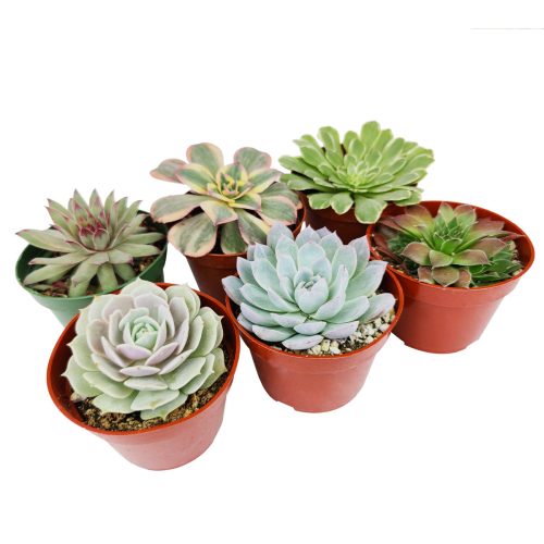 Radiant Rosette Collection of Live Succulent Plants, Radiant Rosette Shaped Succulent Pack for Sale Online, Succulent Gift Ideas, echeveria types, succulent echeveria, buy succulents online, succulent store, Wedding rosette succulents for sale, Succulent assorted pack perfect for weddings, Buy asorted succulents for wedding favors, Types of rosette shaped succulents for wedding