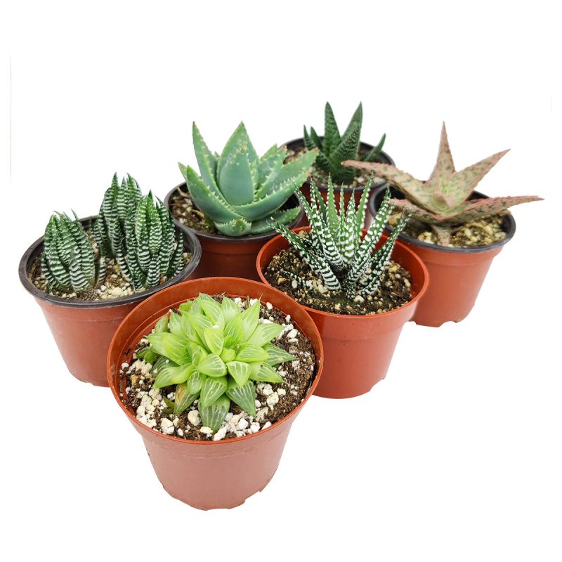 Live Haworthia Aloe Agave Gasteria Assorted Pack for sale, A Variety of Healthy Live Haworthia Aloe Agave Gasteria Succulent Plant, Colorful Haworthia Aloe Agave Gasteria Gift Ideas, How to care for Haworthia Aloe Agave Gasteria Succulent, How to grow Haworthia Aloe Agave Gasteria Succulent Indoor, Haworthia Aloe Agave Gasteria, buy succulents online, succulent shop, succulent store, Haworthia Aloe Agave Gasteria plant, indoor succulents