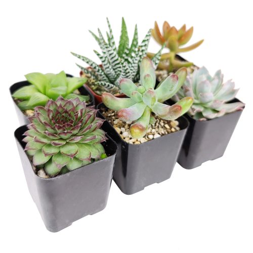 Pet-friendly Succulent Pack for sale, Pet Safe Non Toxic Succulent Collection, Non-Toxic Succulents for Pets