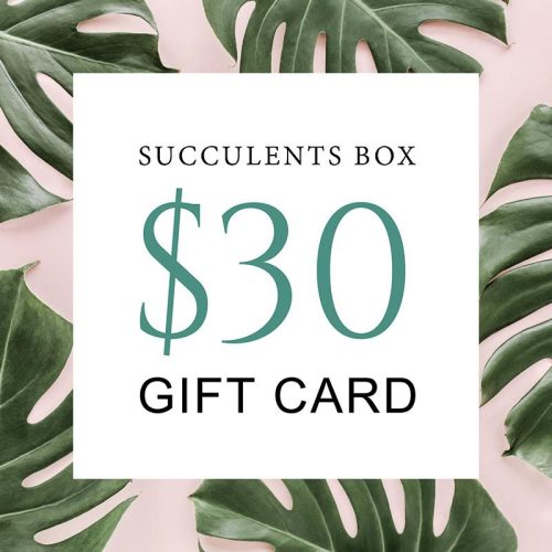 buy gift card online, black friday gift deals gift cards, buy gift card near me, best buy gift card, buy gift card discount, christmas gift card ideas, succulent gift card for any occasion, buy succulents for thanksgiving