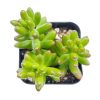 pink jelly bean sedum, pink jelly bean succulent, cactus, Rare succulents, Succulents shop near me, how to grow succulents, succulent care guide, Succulents, succulents shop in California, succulents store in CA, pink jelly bean sedum in California, How to grow pink jelly bean sedum