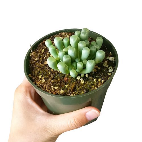 baby toes, fenestraria baby toes, succulents garden, succulents store in CA, succulent care tips, succulent subscription, Succulents, cactus, succulent care guide, indoor succulents, fenestraria baby toes in California, How to grow fenestraria baby toes. indoor succulents, rare succulents, rare succulents for sale, unique succulents, buy succulents online, rare succulent, succulent shop, unusual succulents, succulent store, succulents online