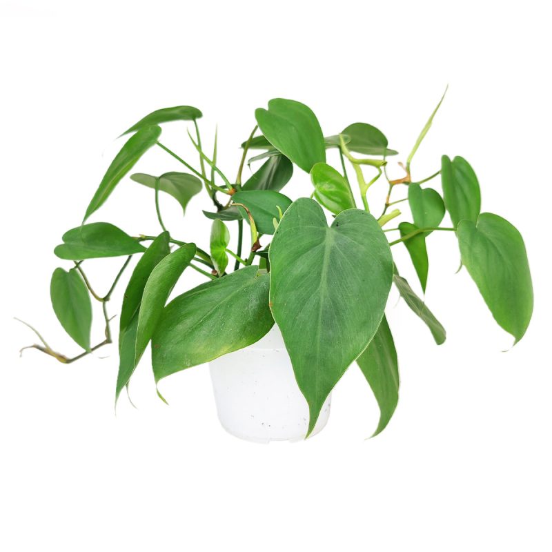 4 inch Philodendron Cordatum, buy Philodendron Cordatum online, Philodendron Cordatum 4 inch for sale