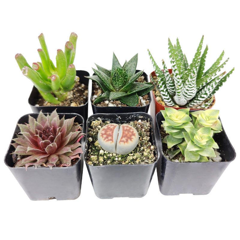 indoor succulent plants, indoor succulent plants for sale, buy indoor succulent plant, succulent pack for sale online, best indoor plants, types of succulent plants indoor, indoor house plants, low light indoor plants, low maintenance plants, easyplant