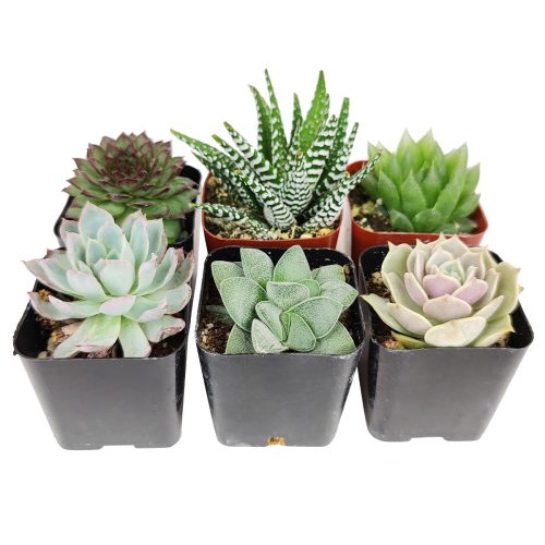 pack of succulents, succulents pack, succulents for sale pack, large pack of succulents, succulents 4 pack gift box