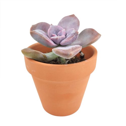 Graptopetalum Purple Delight 2 inch in clay pot, Graptopetalum Snow White in 2 inch clay pot, Graptopetalum Purple Delight in 2 inch clay pot for sale