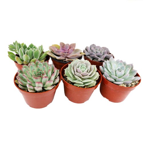 A Variety of Healthy Live Echeveria Succulent Plant, How to grow Echeveria Succulent Indoor, echeveria, echeveria succulent, succulent store, echeveria plant, Succulent assorted pack perfect for weddings, Buy asorted succulents for wedding favors, Best echeveria succulents for wedding arrangements 