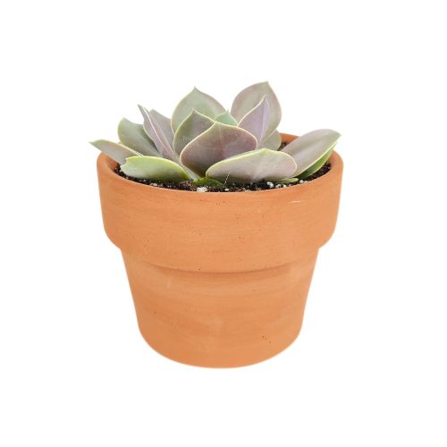 Echeveria Lolita for sale, how to grow succulents, succulents garden, Succulents shop near me