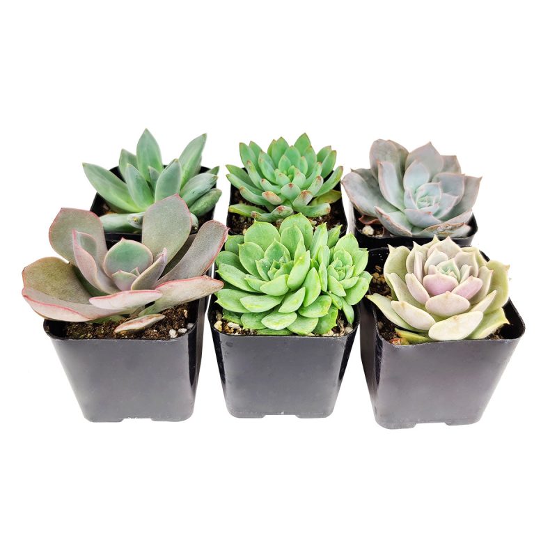 A Variety of Healthy Live Echeveria Succulent Plant, Colorful Echeveria Gift Ideas, Succulent assorted pack perfect for weddings, Buy asorted succulents for wedding favors, Best echeveria succulents for wedding arrangements