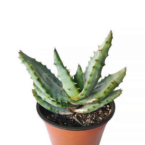 Mountain Aloe Succulent, Aloe Marlothii Succulent, Flat-flowered Aloe, Spiny Aloe, Rare succulent, Attractive Textured Succulent