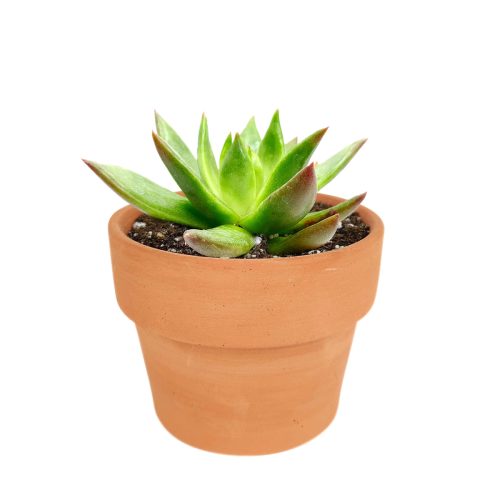 Succulent Christmas Gift Ideas, Christmas Gift Ideas for Succulent Lovers, Holiday Succulent Planter, Holiday Decorating with Succulents, 4 inch echeveria agavoides christmas in terracotta clay pot as gift