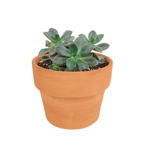 Echeveria Chroma Succulent, succulent care, Rare succulents, Succulents shop near me, succulents garden