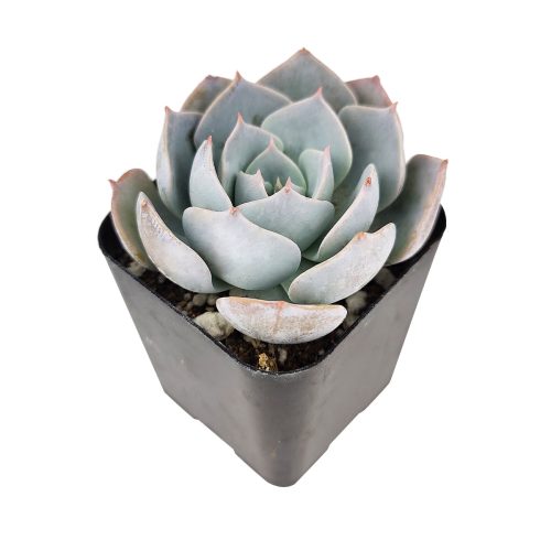 Echeveria Simulans f/ Rayones, hybrid echeveria, echeveria succulent, rosette succulent, buy echeveria succulent online