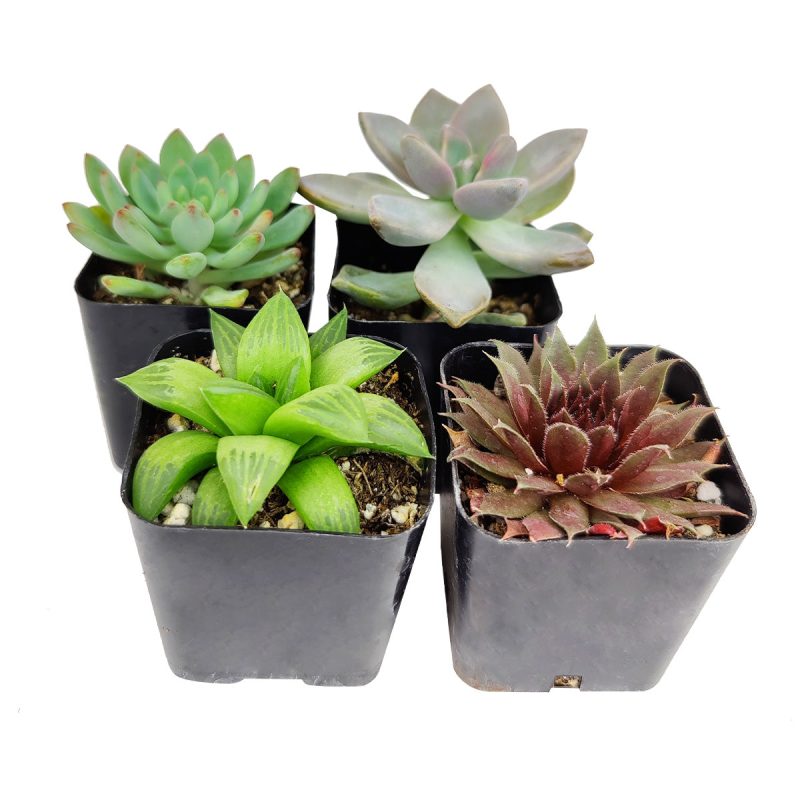 Radiant Rosette Shaped Succulent Pack for Sale Online, Wedding Succulent Favors, Succulent Gift Ideas, buy succulents online, succulent shop, succulent store, echeveria plant, Buy asorted succulents for wedding favors, Different types of rosette succulents for sale