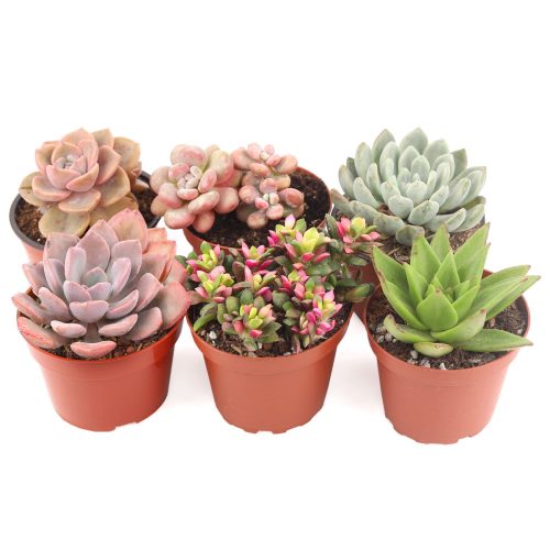 Best Valentine's Day Gifts for Plant Lovers in 2024, Valentine Succulent Box, Unique DIY Valentine's Day Gifts For That Special Someone, Where to Buy Succulents for Valentine, Buy asorted succulents for wedding favors, Rosette succulent pack for sale California