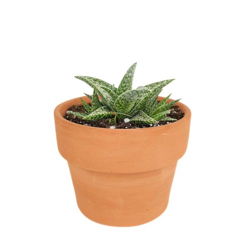 White fox aloe for sale, succulent care tips, succulents store in CA, how to grow succulents, Rare succulents, Succulents shop near me, cactus, succulent care, succulents garden, White fox aloe in California, How to grow White fox aloe, colorful foliage succulent