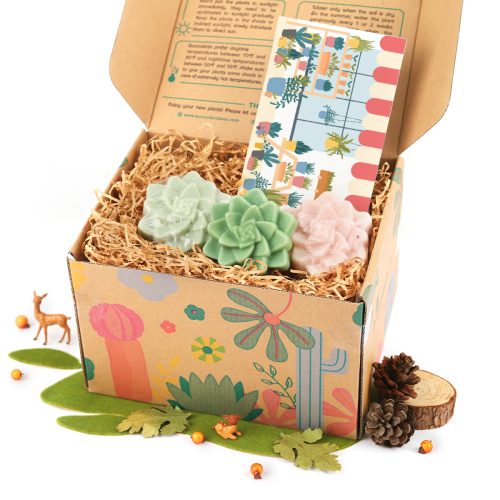 best succulent gift box, succulent gifts near me, succulent gifts for teachers, succulent gifts for coworkers