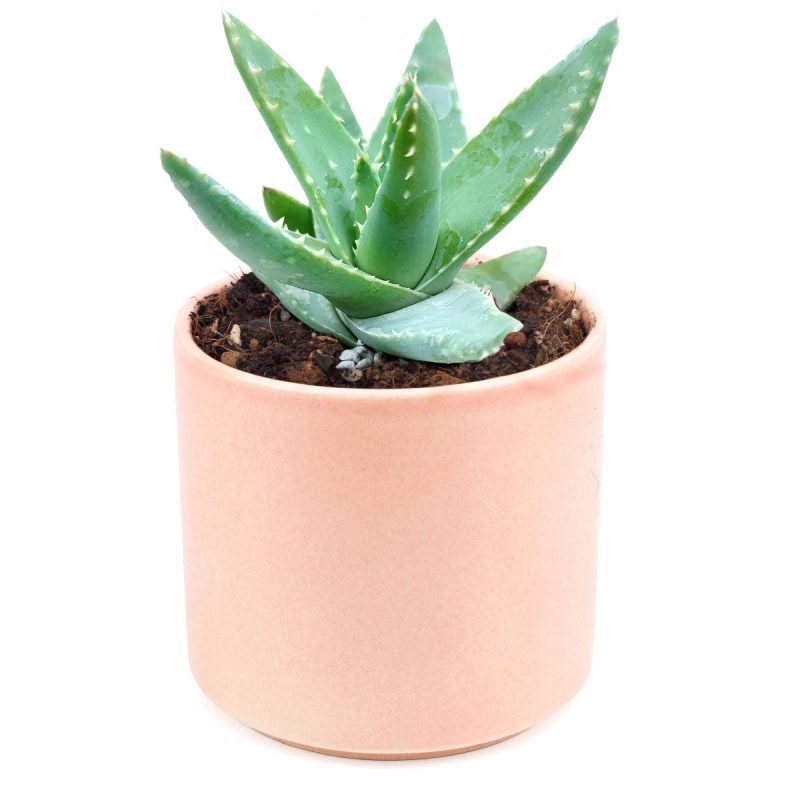 Aloe Brevifolia Succulent, succulents store in CA, cactus, Succulents shop near me, succulents garden, succulent subscription, how to grow succulents, succulent care, Succulents, Aloe Brevifolia Succulent in California, How to grow Aloe Brevifolia Succulent