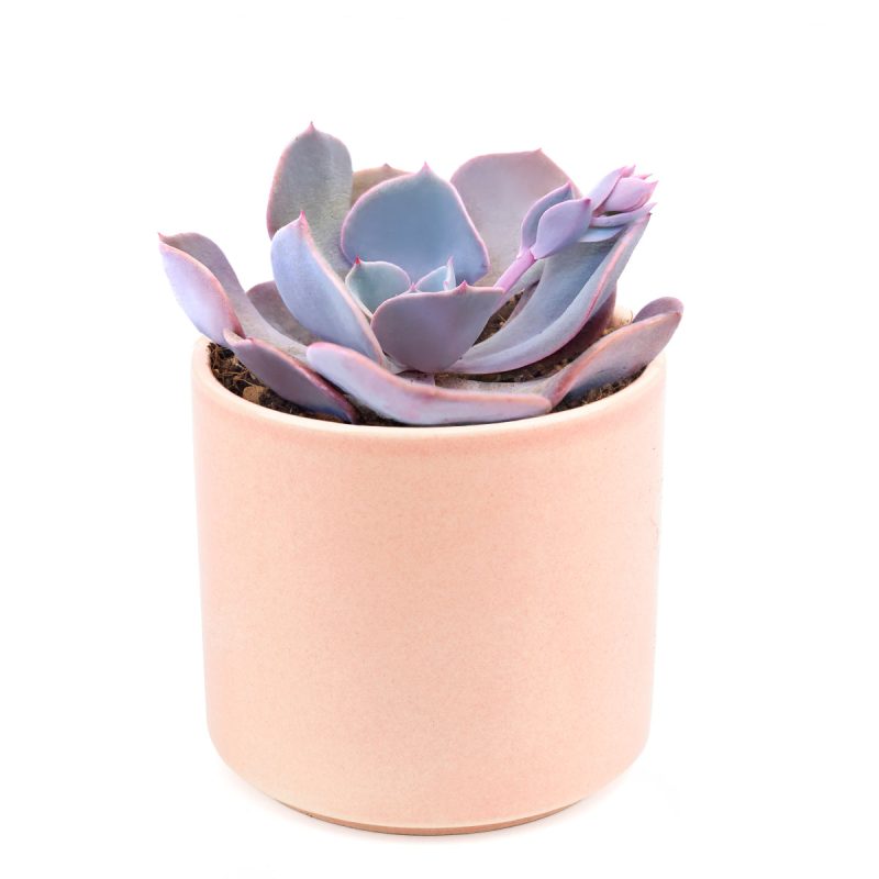 Echeveria Dusty Rose Succulent, Rosette Shaped Succulent Plant, How to grow Echeveria Dusty Rose, Succulent Gift Box, Purple Echeveria Succulent, Shop Succulent in California, Pink Rosette Succulent for Sale, Succulents, Christmas Gift Box, Succulents for thanksgiving gift, Easter succulents idea, Growing succulents for thanksgiving, echeveria, echeveria succulent, echeveria types, succulent echeveria, buy succulents online, succulent shop, succulent store, echeveria plant, indoor succulents