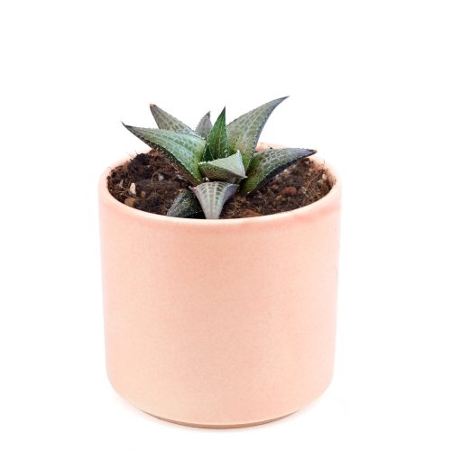 Venosa Haworthia for sale, succulent plant, cactus, succulent care guide, succulents store in CA, Succulents shop near me, indoor succulents, succulent subscription, succulent care, Venosa Haworthia in California, How to grow Venosa Haworthia. indoor succulents.