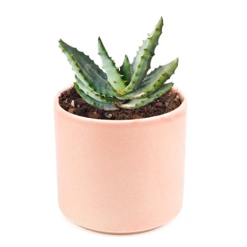 Succulent plant, Mountain Aloe succulent, aloe succulent for sale, how to care for mountain aloe, mountain aloe in california