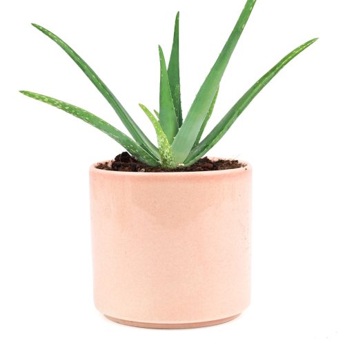 aloe vera, aloe vera plant, aloe vera plant care, aloe vera benefits, aloe vera flower, aloe vera water, aloe vera leaf, how to take care of aloe vera plant, benefits of aloe vera, aloe vera plant near me, how to grow aloe vera, aloe vera plant benefits, aloe vera care, how to care for aloe vera plant, where to buy aloe vera plant, how often to water aloe vera plant, aloe vera uses, aloe vera near me