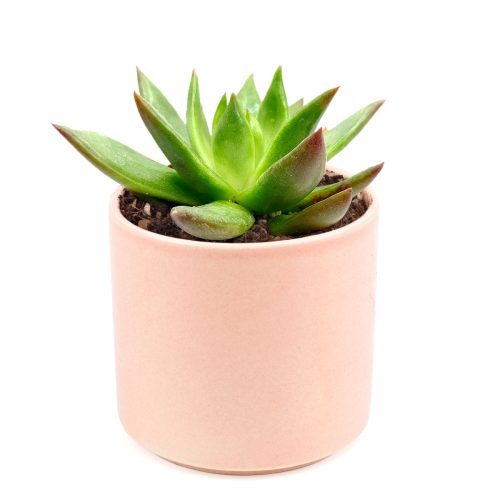 echeveria agavoides christmas in coral ceramic pot, small 2 inch/ 4 inch echeveria rosette succulent in pot 