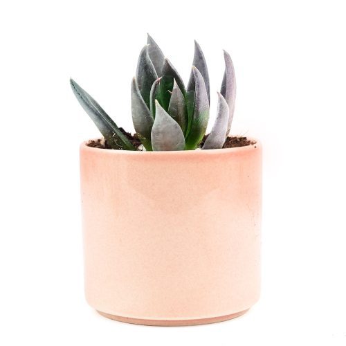 How to care for black knight Succulent, How to make your succulent dark, How to change succulent color, How to make black knight Succulent turn pink, Succulent turning pink, How to make succulents change color, How to grow colorful succulents,echeveria, echeveria succulent, echeveria types, succulent echeveria, buy succulents online, succulent shop, succulent store, echeveria plant, indoor succulents