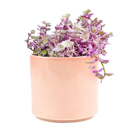 3 inch callisia repens pink lady pink panther plant in pink ceramic pot, live pink plant for hanging basket