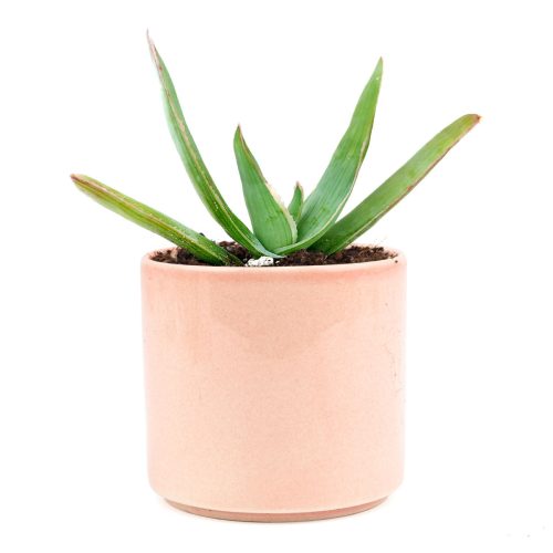 Coral Aloe near me, succulent subscription, Rare succulents, succulent care guide, indoor succulents, Succulents shop near me, succulents shop in California, succulent plant, succulents store in CA, Coral Aloe in California, How to grow Coral Aloe