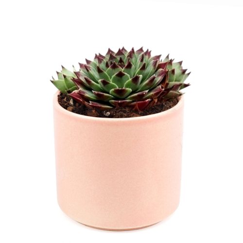 sempervivum calcareum for sale, succulent subscription, succulent plant, how to grow succulents, Succulents, succulents shop in California, succulent care guide, indoor succulents, Succulents shop near me, sempervivum calcareum in California, How to grow sempervivum calcareum, indoor succulents