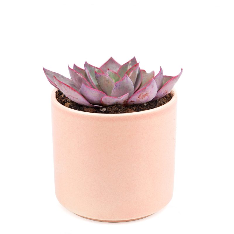 buy echeveria afterglow large rosette succulent online, pink and purple succulent, succulent wedding favors, succulent wedding centerpieces, succulent wedding bouquet, echeveria succulent types, rosette succulent types, echeveria pink edge, purple echeveria, rare succulent plants