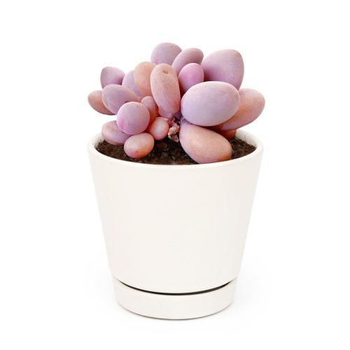 Moonstones Pachyphytum for sale, how to grow succulents, succulent plant, succulent care tips, succulent subscription, succulents garden, Succulents, Succulents shop near me, Rare succulents, Moonstones Pachyphytum in California, How to grow Moonstones Pachyphytum, rare succulents, rare succulents for sale, unique succulents, buy succulents online, rare succulent, succulent shop, unusual succulents, succulent store, succulents online