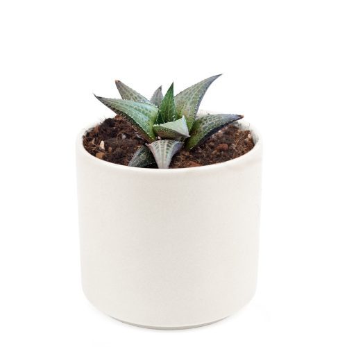 Venosa Haworthia for sale, succulent plant, cactus, succulent care guide, succulents store in CA, Succulents shop near me, indoor succulents, succulent subscription, succulent care, Venosa Haworthia in California, How to grow Venosa Haworthia. indoor succulents.