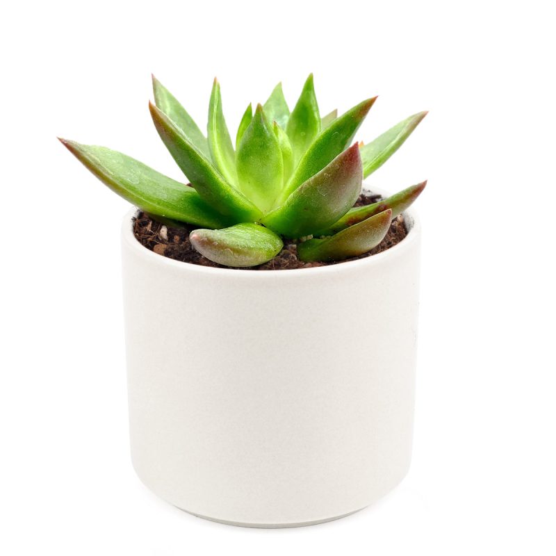 Holiday Decorating with Succulents, echeveria agavoides christmas in white ceramic pot for sale online