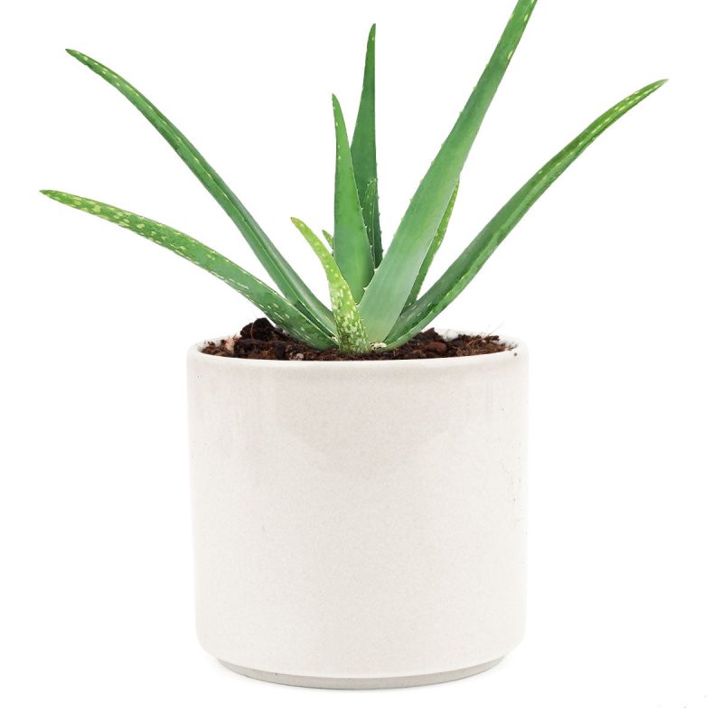 aloe vera plant types, how often to water aloe vera, how to plant aloe vera, what is aloe vera, aloe vera plant for sale, how to propagate aloe vera, large aloe vera plant, how often do you water aloe vera, aloe vera grow indoors, growing aloe vera, watering aloe vera, soil for aloe vera, best soil for aloe vera, growing aloe vera indoors