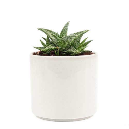 Silver aloe spiky succulent, indoor succulents, Succulents, Succulents shop near me, how to grow succulents, succulent subscription, succulents shop in California, succulents garden, Rare succulents, Silver aloe spiky succulent in California, How to grow Silver aloe spiky succulent