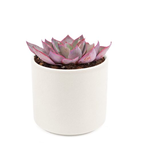 buy echeveria afterglow large rosette succulent online, pink and purple succulent, succulent wedding favors, succulent wedding centerpieces, succulent wedding bouquet, echeveria succulent types, rosette succulent types, echeveria pink edge, purple echeveria, rare succulent plants