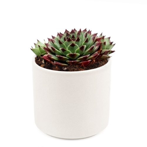 sempervivum calcareum for sale, succulent subscription, succulent plant, how to grow succulents, Succulents, succulents shop in California, succulent care guide, indoor succulents, Succulents shop near me, sempervivum calcareum in California, How to grow sempervivum calcareum, indoor succulents